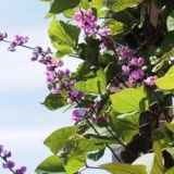 Dolichos - kovrčavi jorgovan (zumbul): sorte s opisima, fotografijama i recenzijama